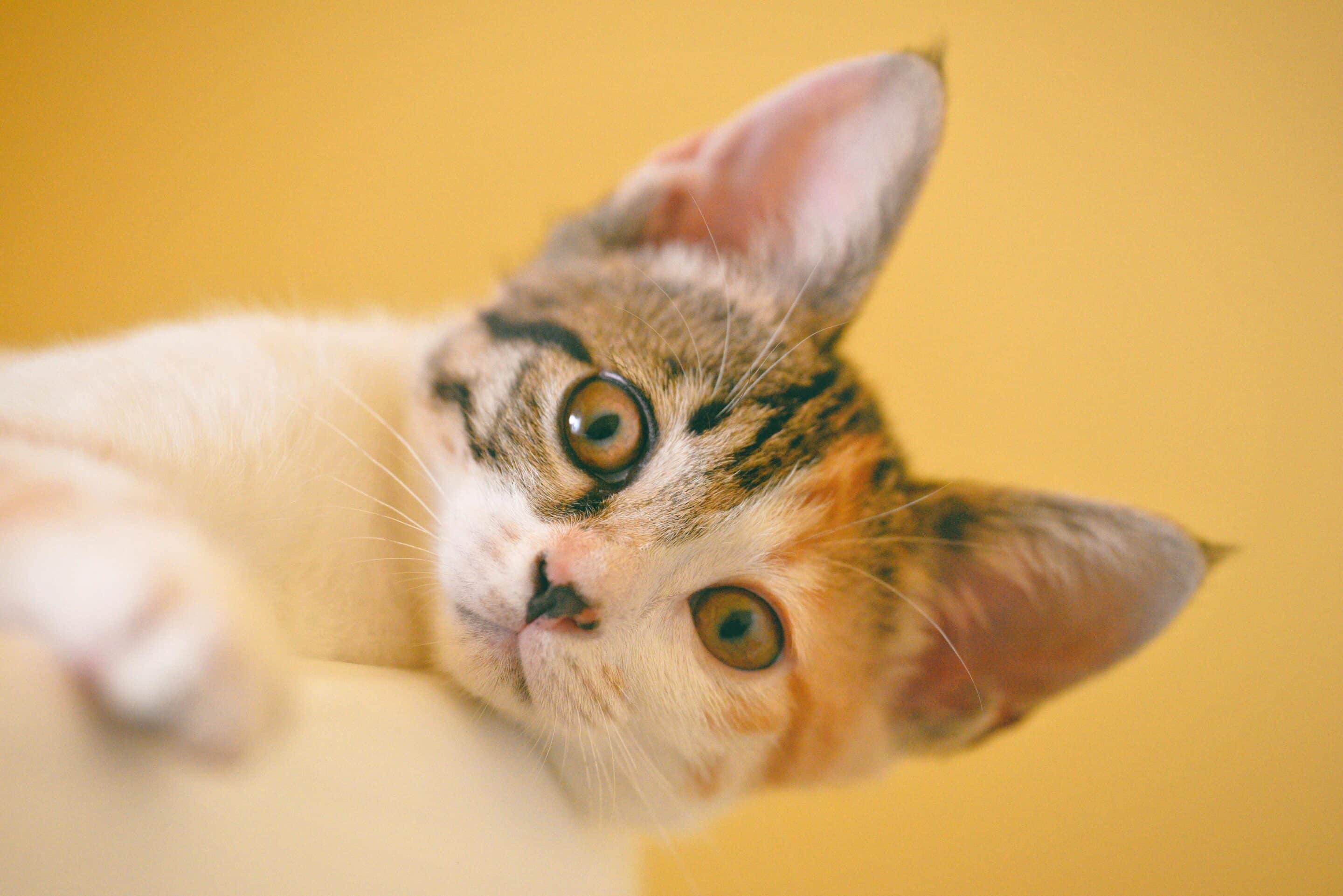 chat