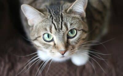 Pourquoi les conseils sur le comportement du chat se contredisent ?