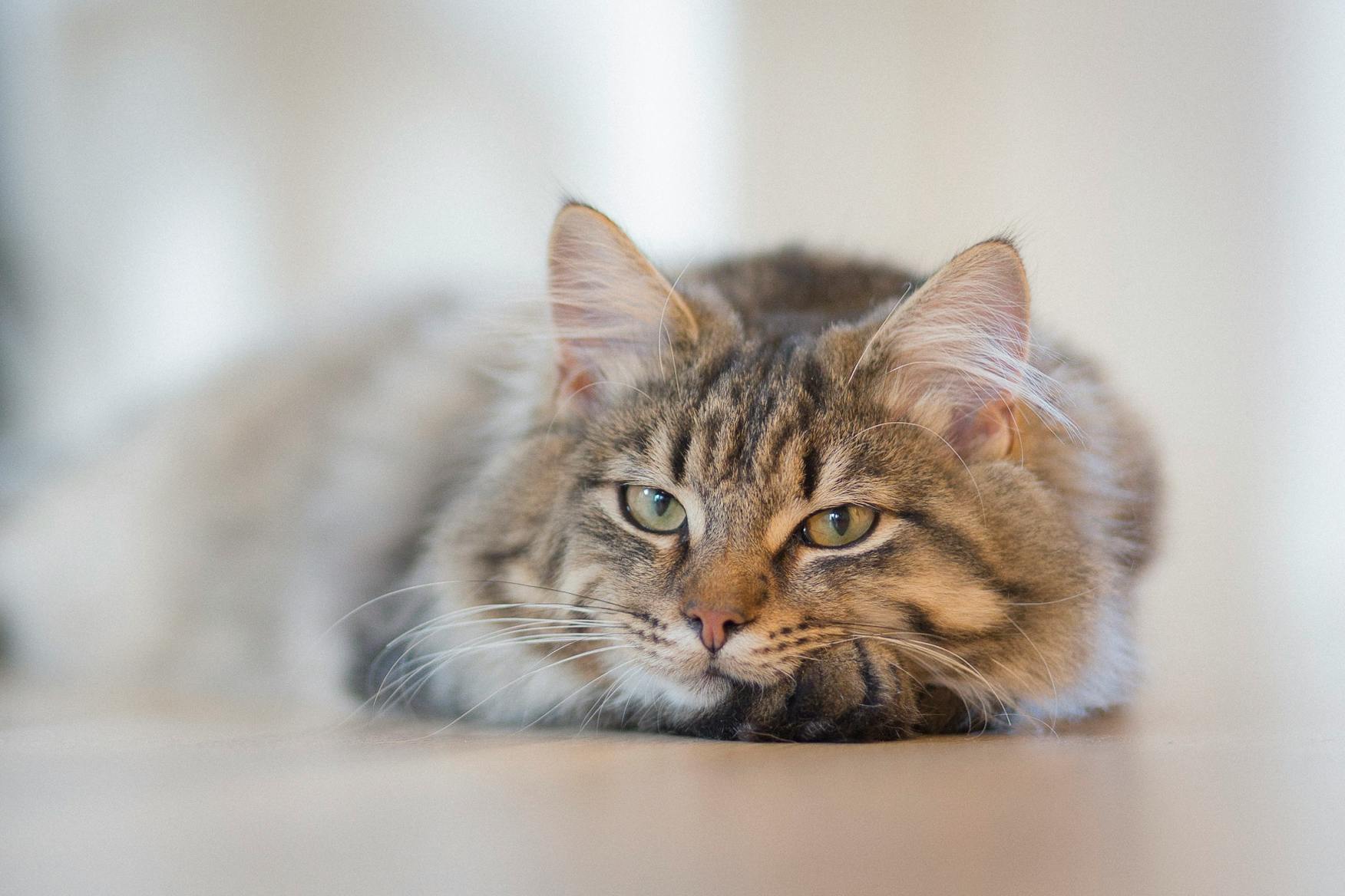 chat tigré