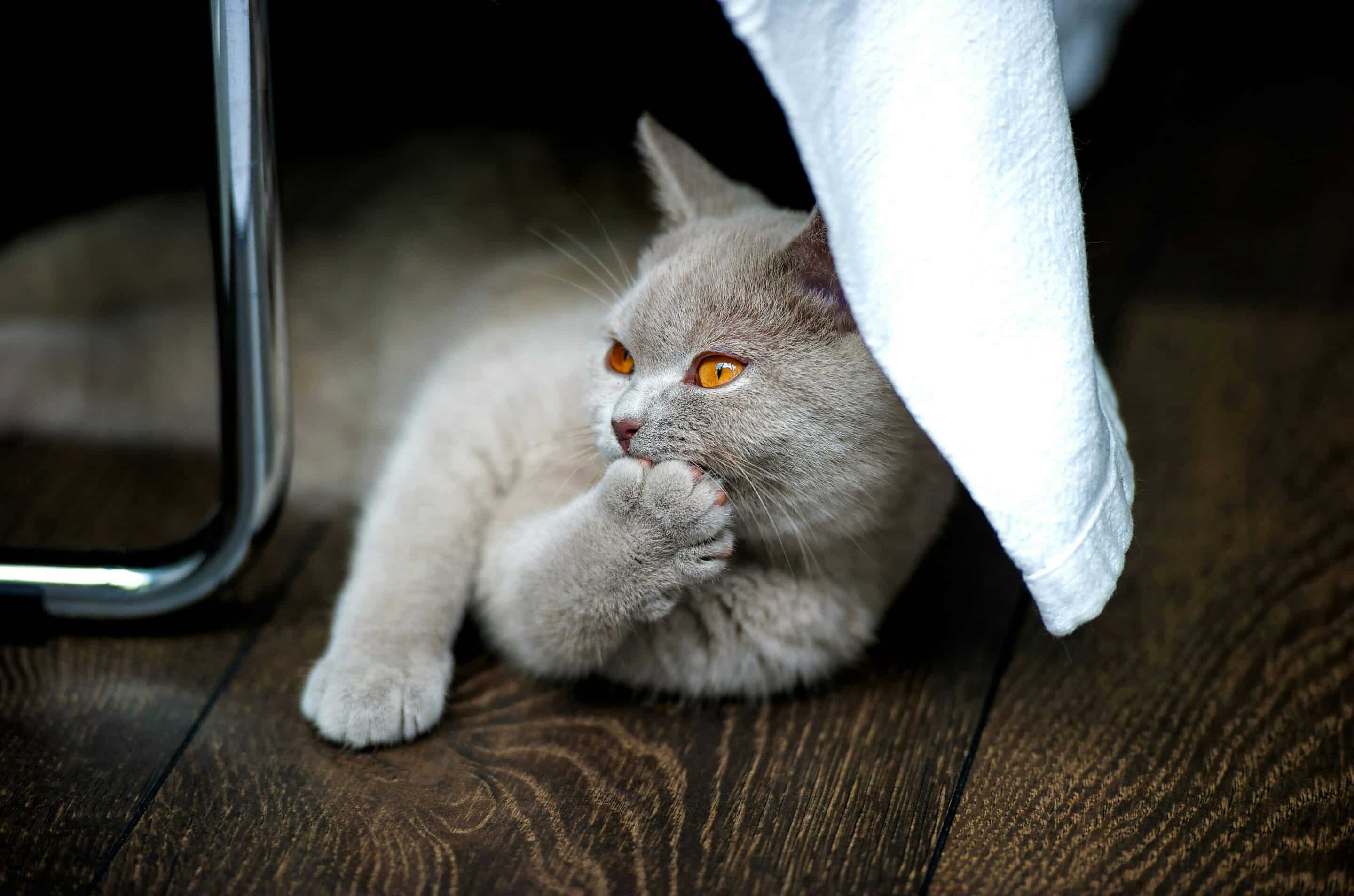 chat rare