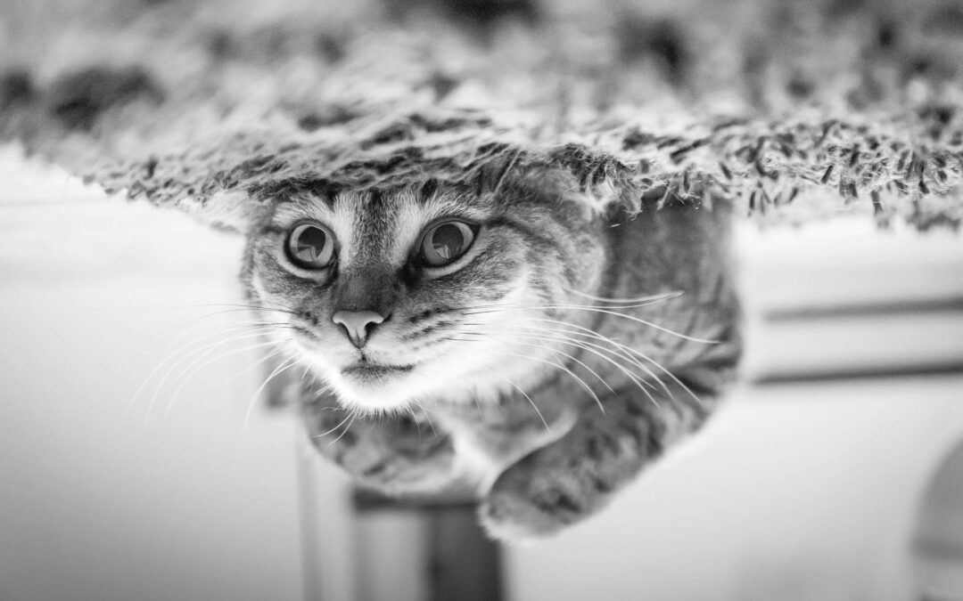 chat heureux