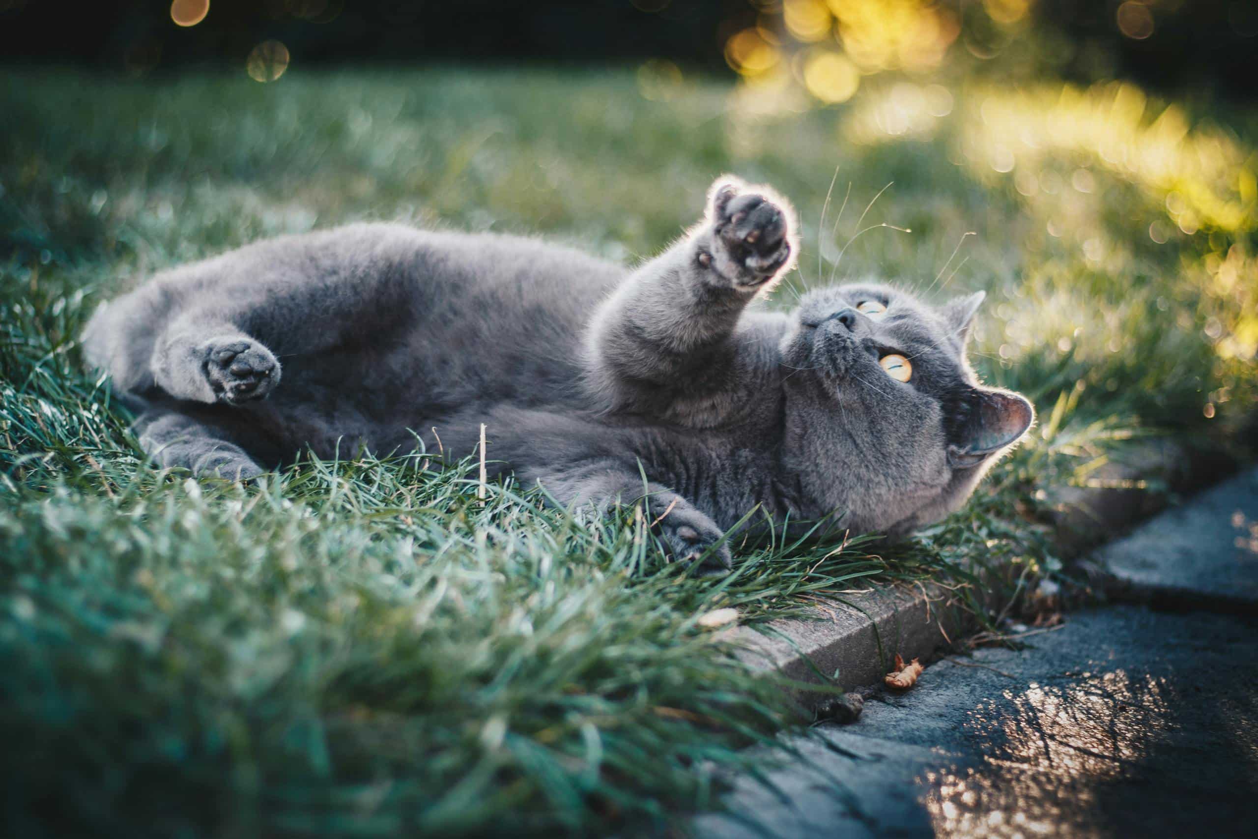 chartreux