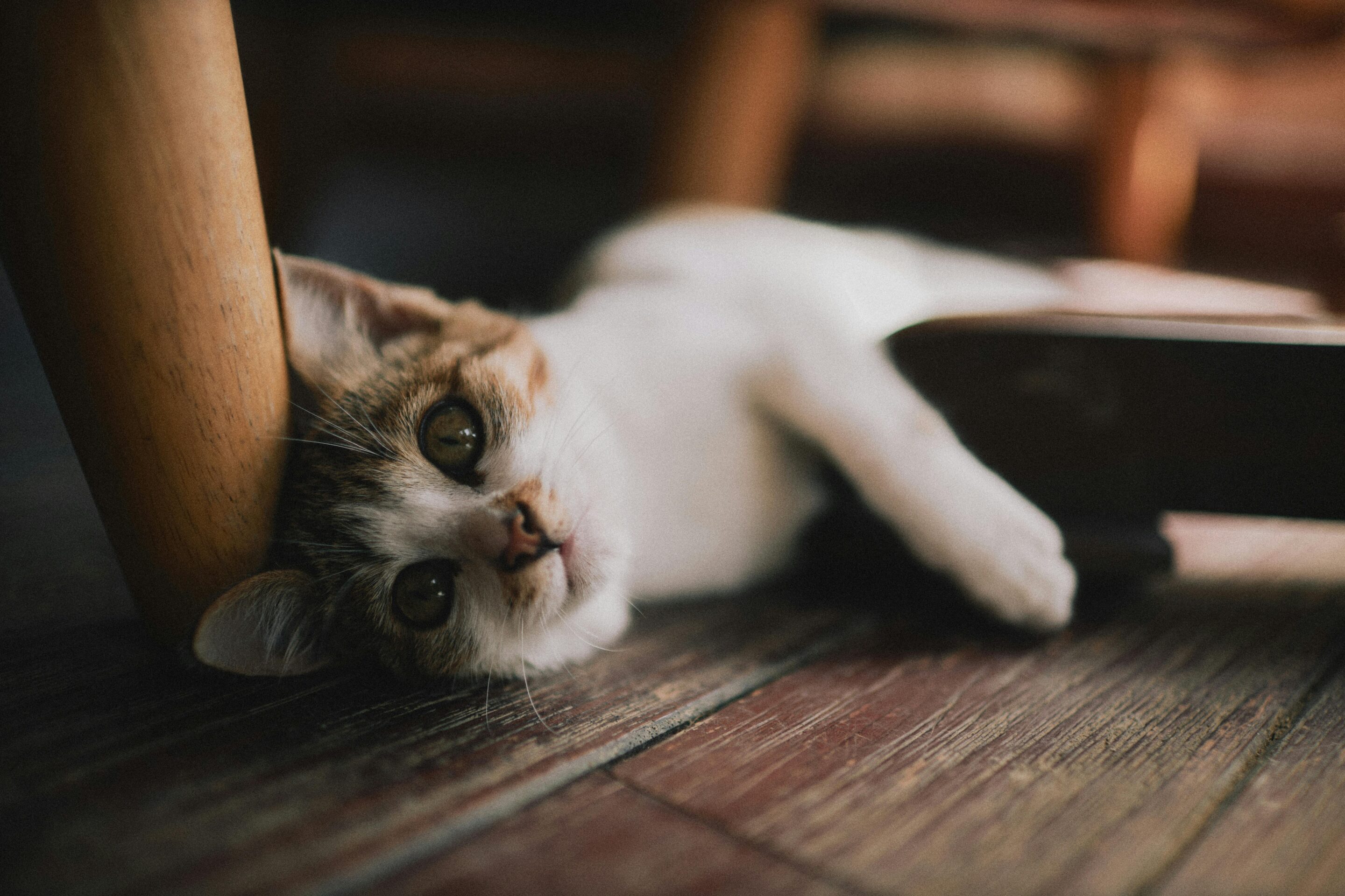 chat mignon