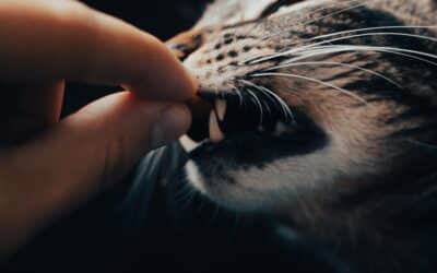 Alimentation du chat : un levier essentiel pour sa santé et son équilibre émotionnel