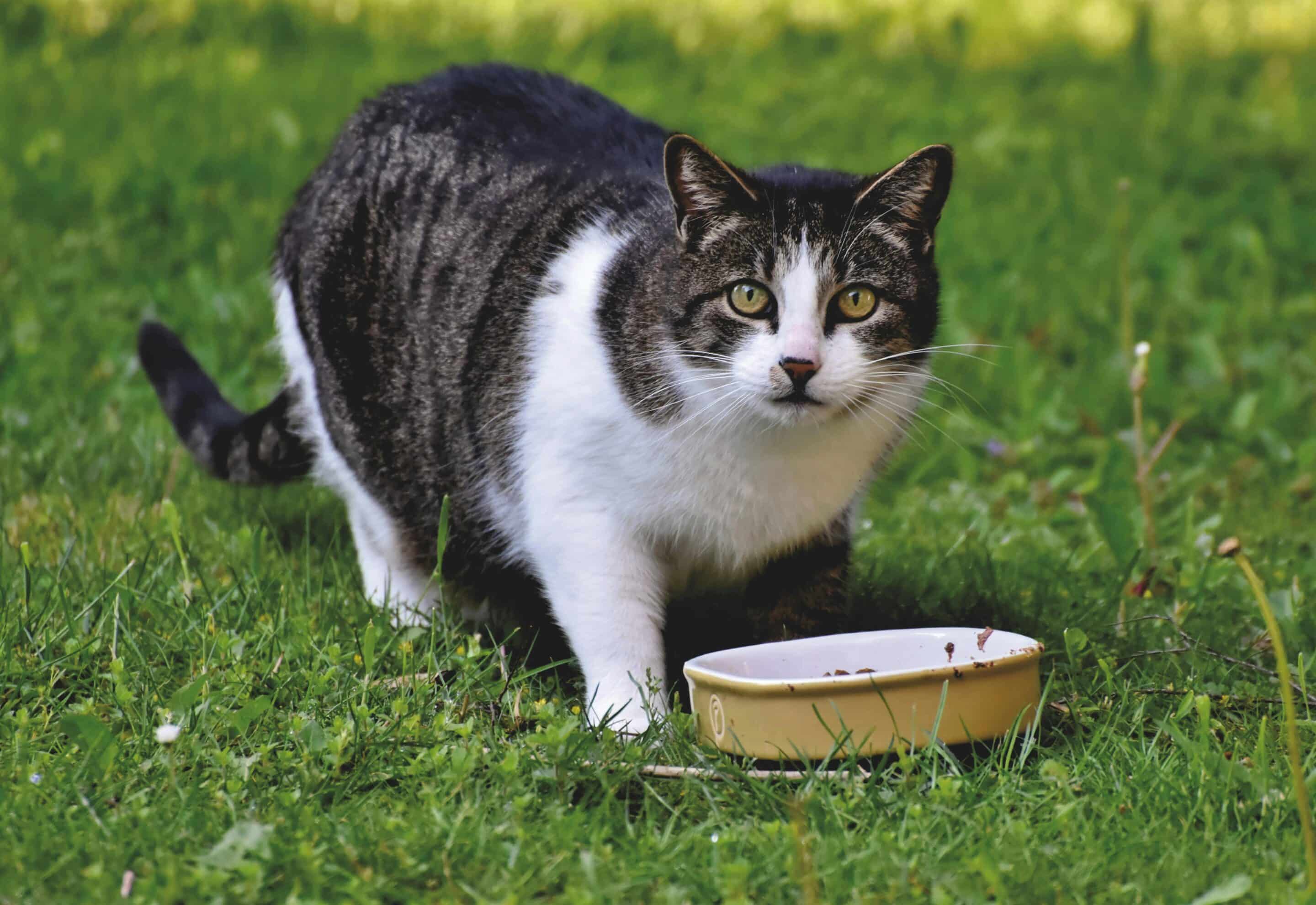 chat qui mange