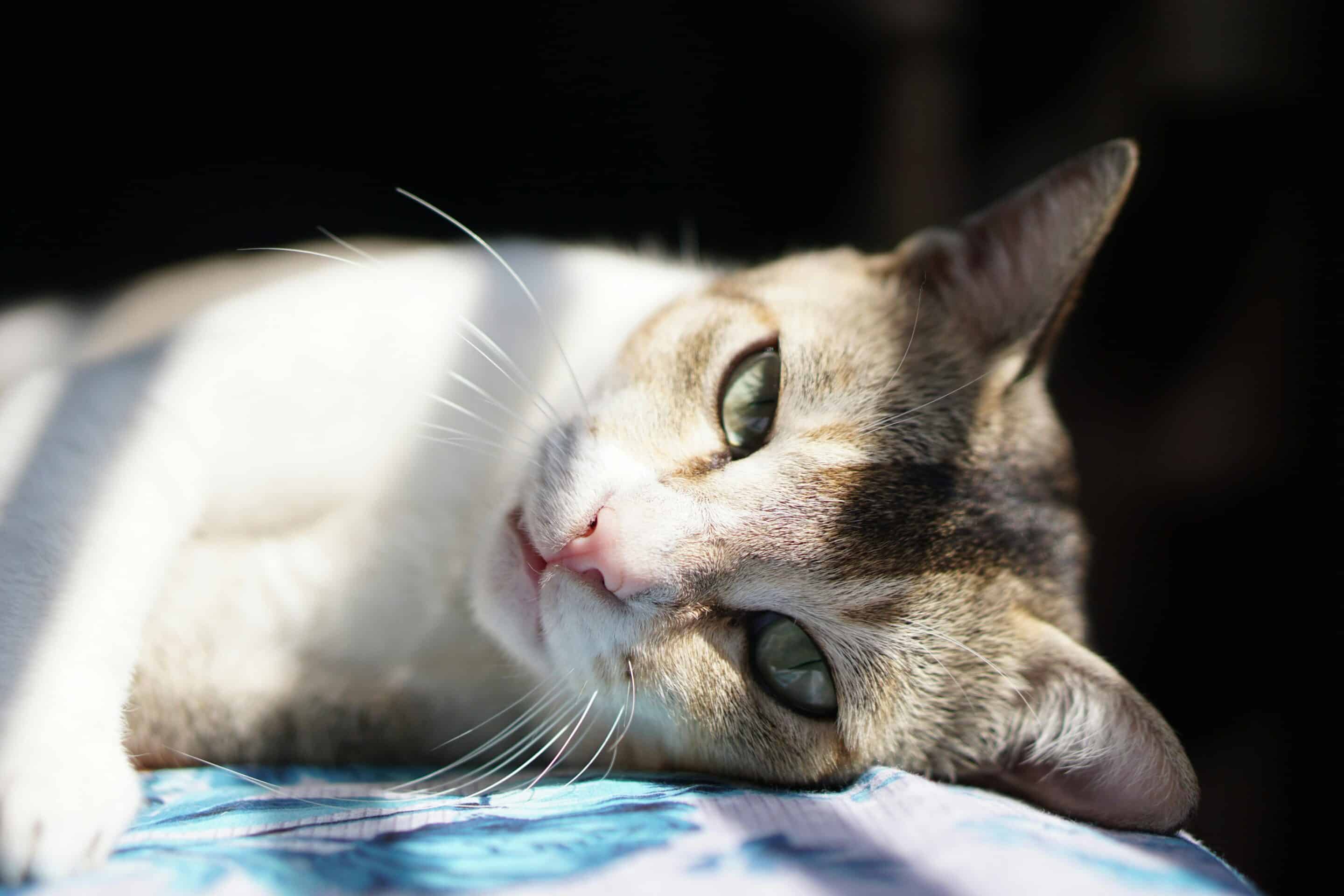 chat heureux