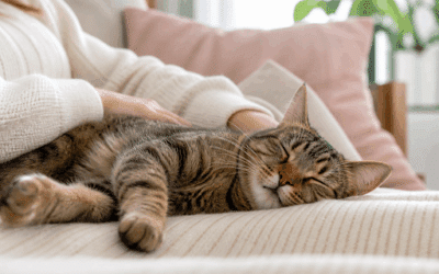 Mieux comprendre son chat : quand l’accompagnement devient plus doux, plus global et plus juste